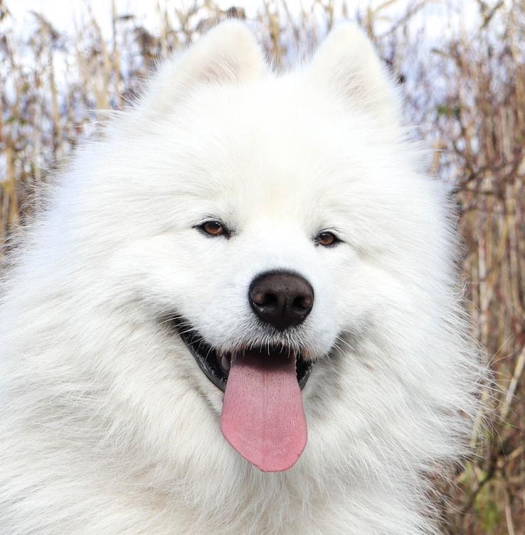 Nanuk