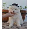 Shila
