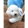Blue boy