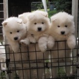 Current litter